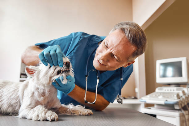 Best Emergency Dental Care for Broken or Chipped Teeth in Clayton, NJ